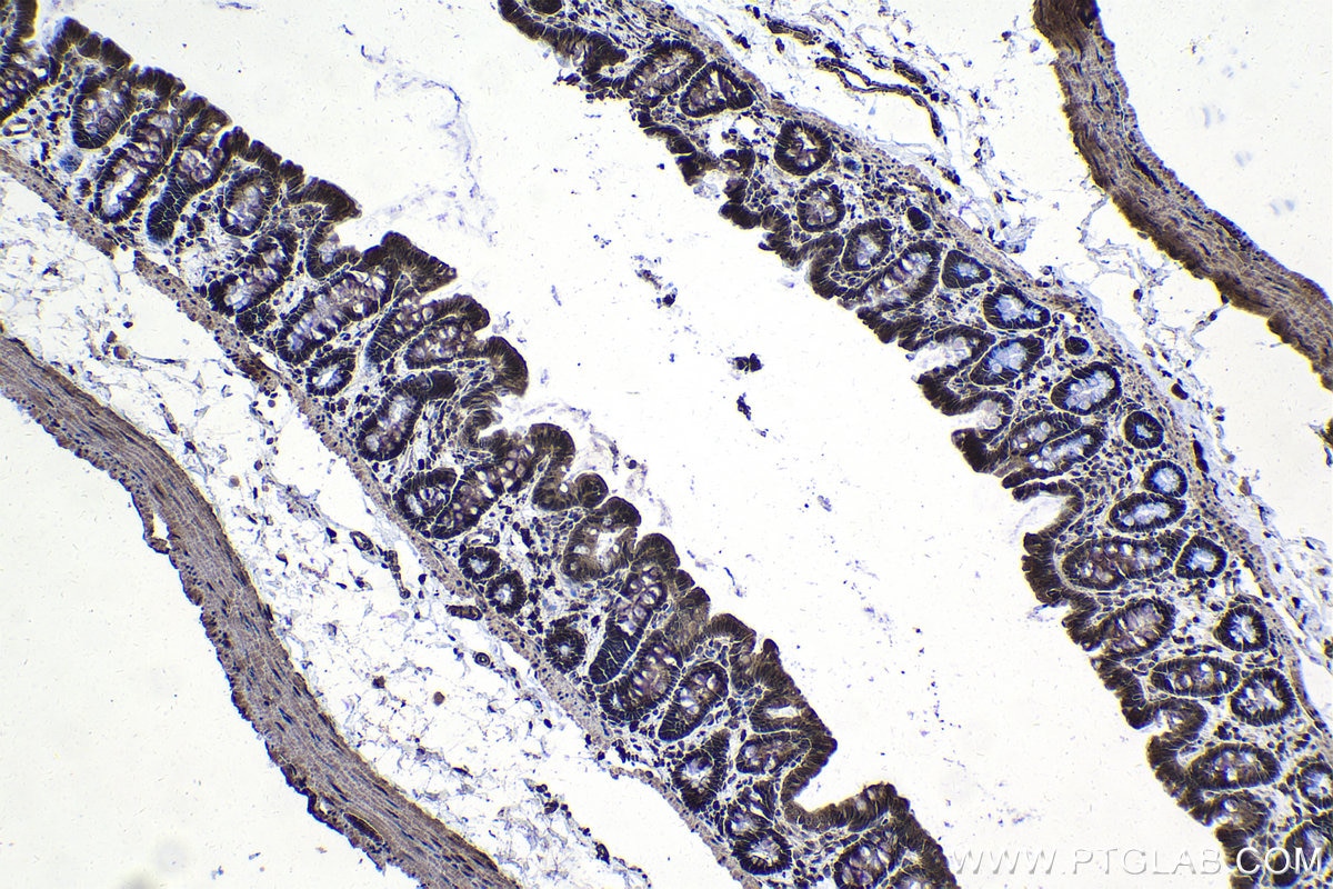 Immunohistochemical analysis of paraffin-embedded rat colon tissue slide using KHC1035 (CUL1 IHC Kit).