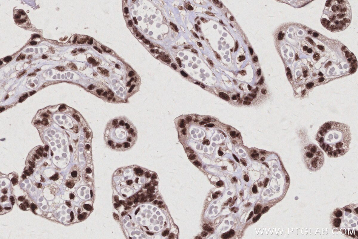 Immunohistochemical analysis of paraffin-embedded human placenta tissue slide using KHC2982 (CWC15 IHC Kit).