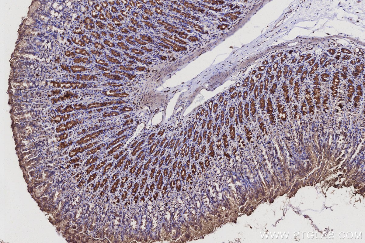Immunohistochemical analysis of paraffin-embedded rat stomach tissue slide using KHC3103 (CWF19L1 IHC Kit).