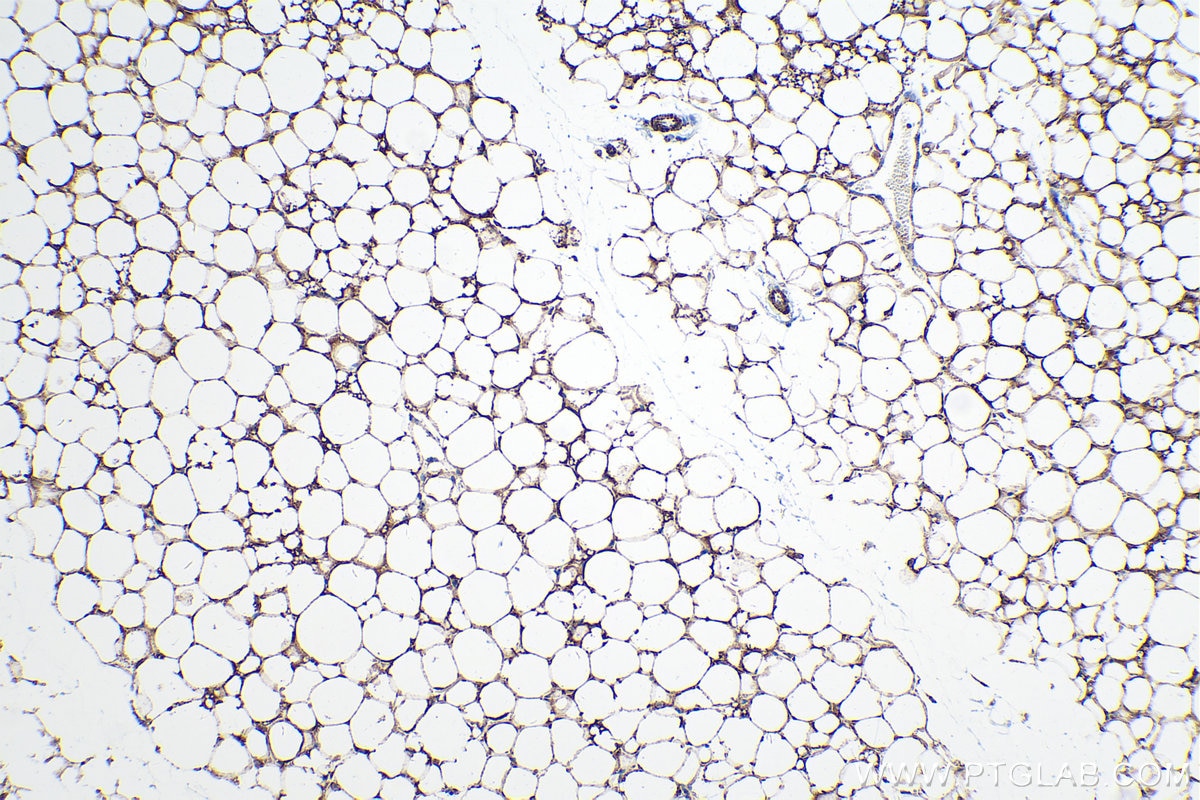 Immunohistochemical analysis of paraffin-embedded mouse brown adipose tissue slide using KHC0245 (CYC1 IHC Kit).