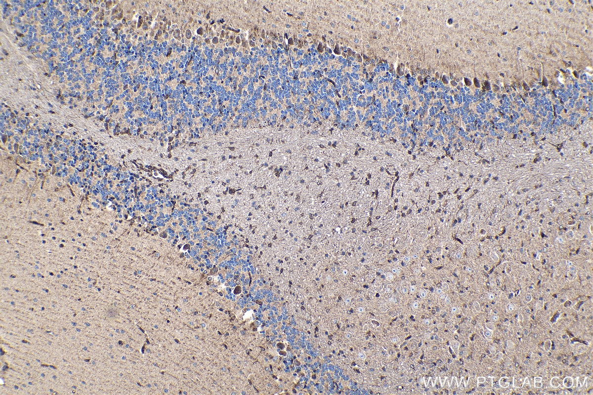 Immunohistochemical analysis of paraffin-embedded mouse cerebellum tissue slide using KHC1208 (CYP2D6 IHC Kit).
