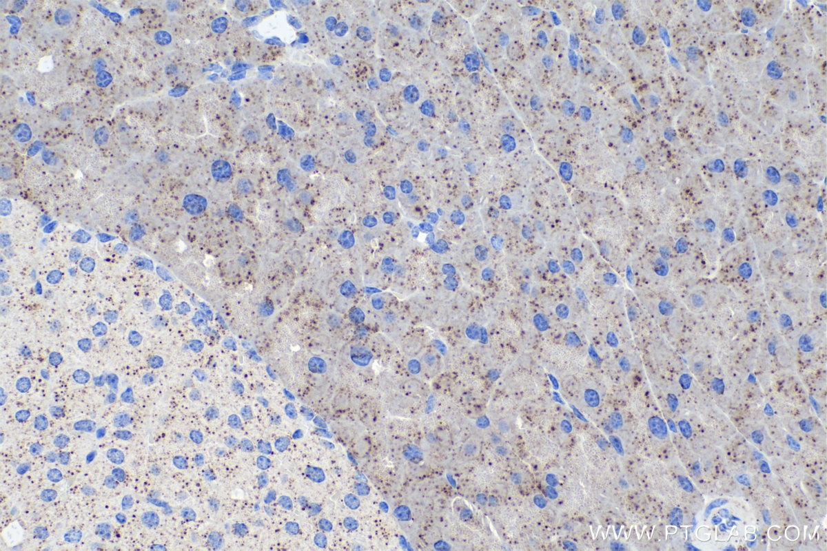 Immunohistochemical analysis of paraffin-embedded mouse pancreas tissue slide using KHC0374 (Cathepsin D IHC Kit).