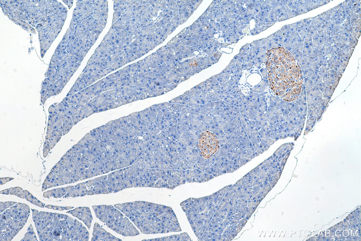 Immunohistochemical analysis of paraffin-embedded mouse pancreas tissue slide using KHC0602 (CgA/CHGA IHC Kit).