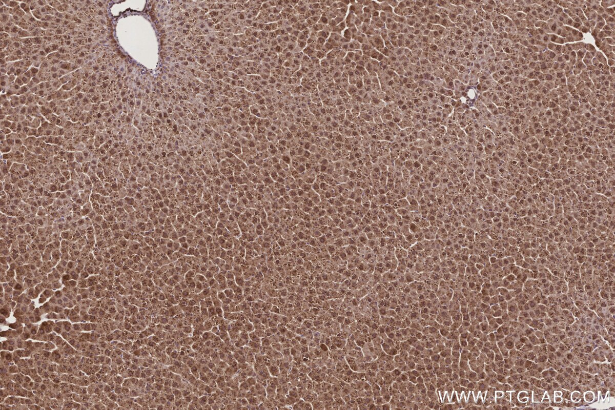 Immunohistochemical analysis of paraffin-embedded rat liver tissue slide using KHC3190 (Cytochrome P450 IHC Kit).