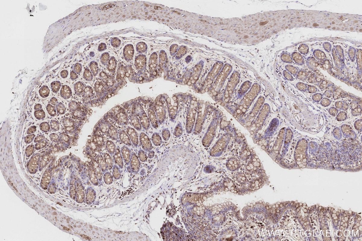 Immunohistochemical analysis of paraffin-embedded mouse colon tissue slide using KHC3190 (Cytochrome P450 IHC Kit).