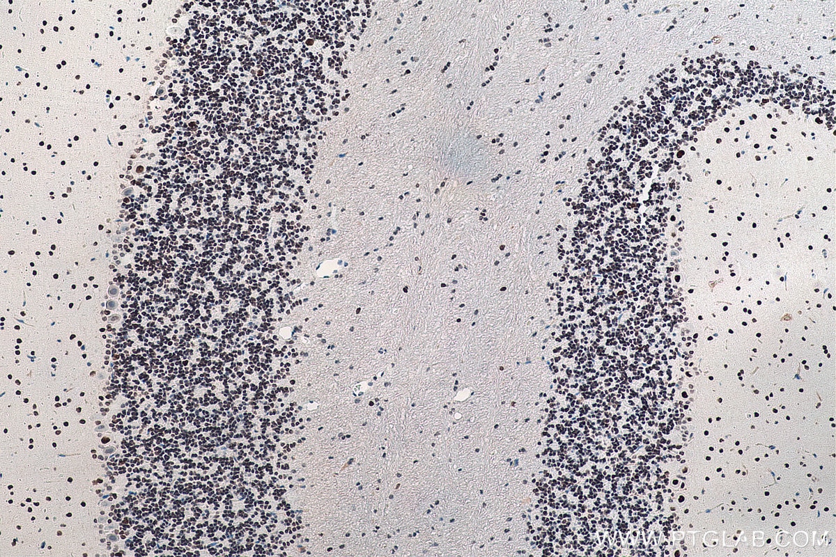 Immunohistochemical analysis of paraffin-embedded rat cerebellum tissue slide using KHC0055 (DACH1 IHC Kit).