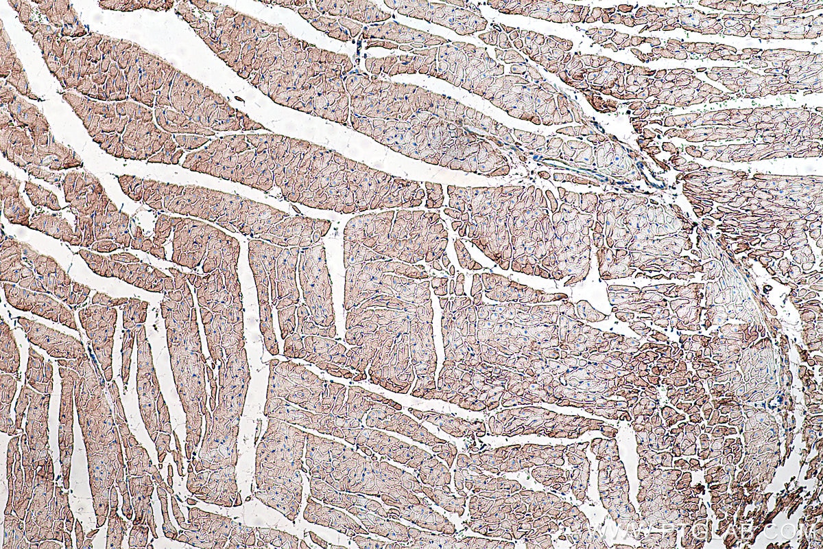 Immunohistochemical analysis of paraffin-embedded rat heart tissue slide using KHC0285 (DAG1 IHC Kit).