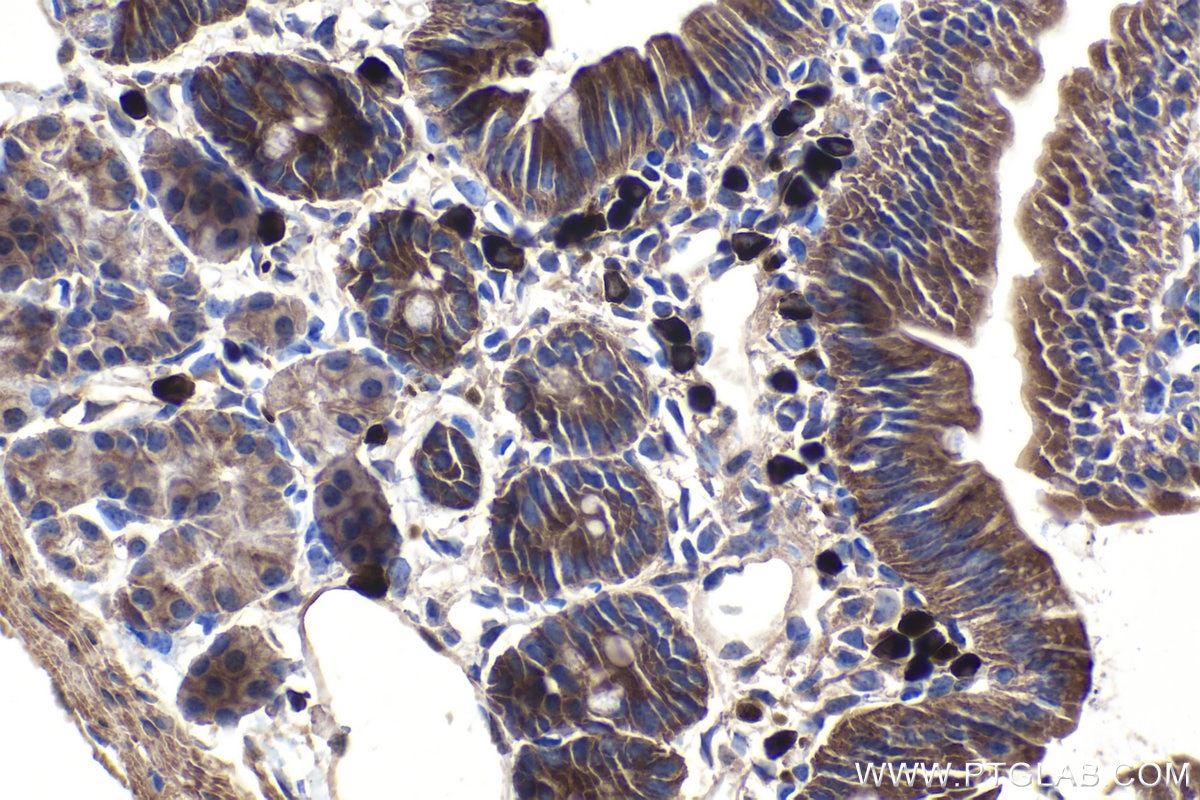 Immunohistochemical analysis of paraffin-embedded mouse small intestine tissue slide using KHC1079 (DAPK IHC Kit).