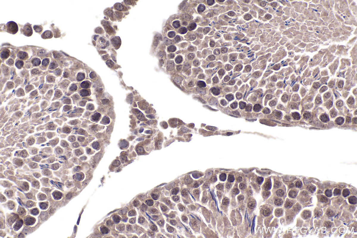 Immunohistochemical analysis of paraffin-embedded rat testis tissue slide using KHC1977 (DAXX IHC Kit).
