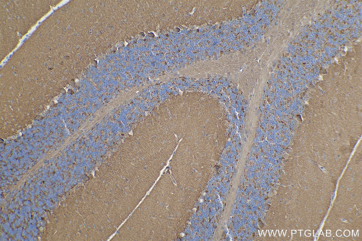 Immunohistochemical analysis of paraffin-embedded mouse cerebellum tissue slide using KHC0848 (DBN1/Drebrin IHC Kit).