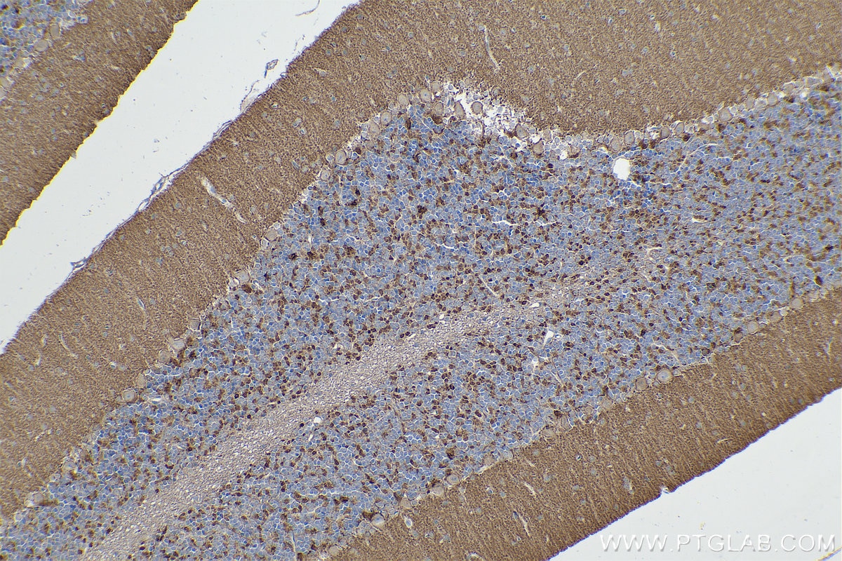 Immunohistochemical analysis of paraffin-embedded rat cerebellum tissue slide using KHC0848 (DBN1/Drebrin IHC Kit).