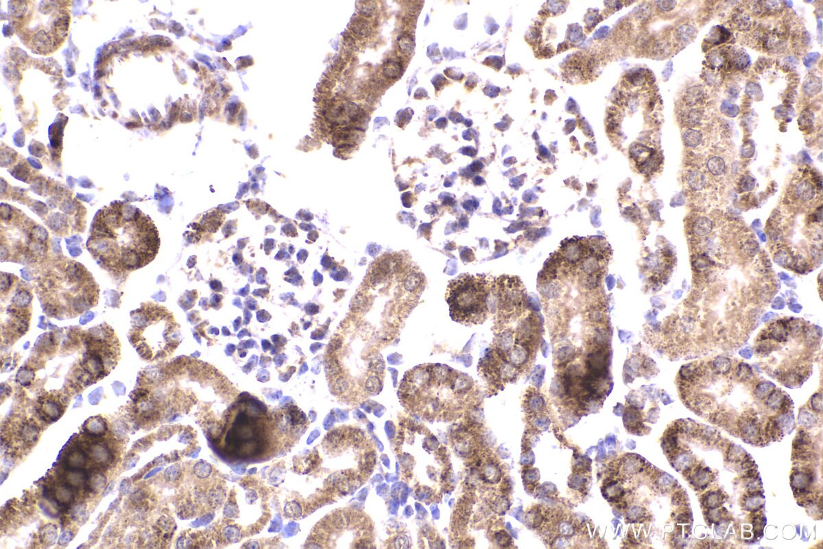 Immunohistochemical analysis of paraffin-embedded mouse kidney tissue slide using KHC2179 (DBT IHC Kit).