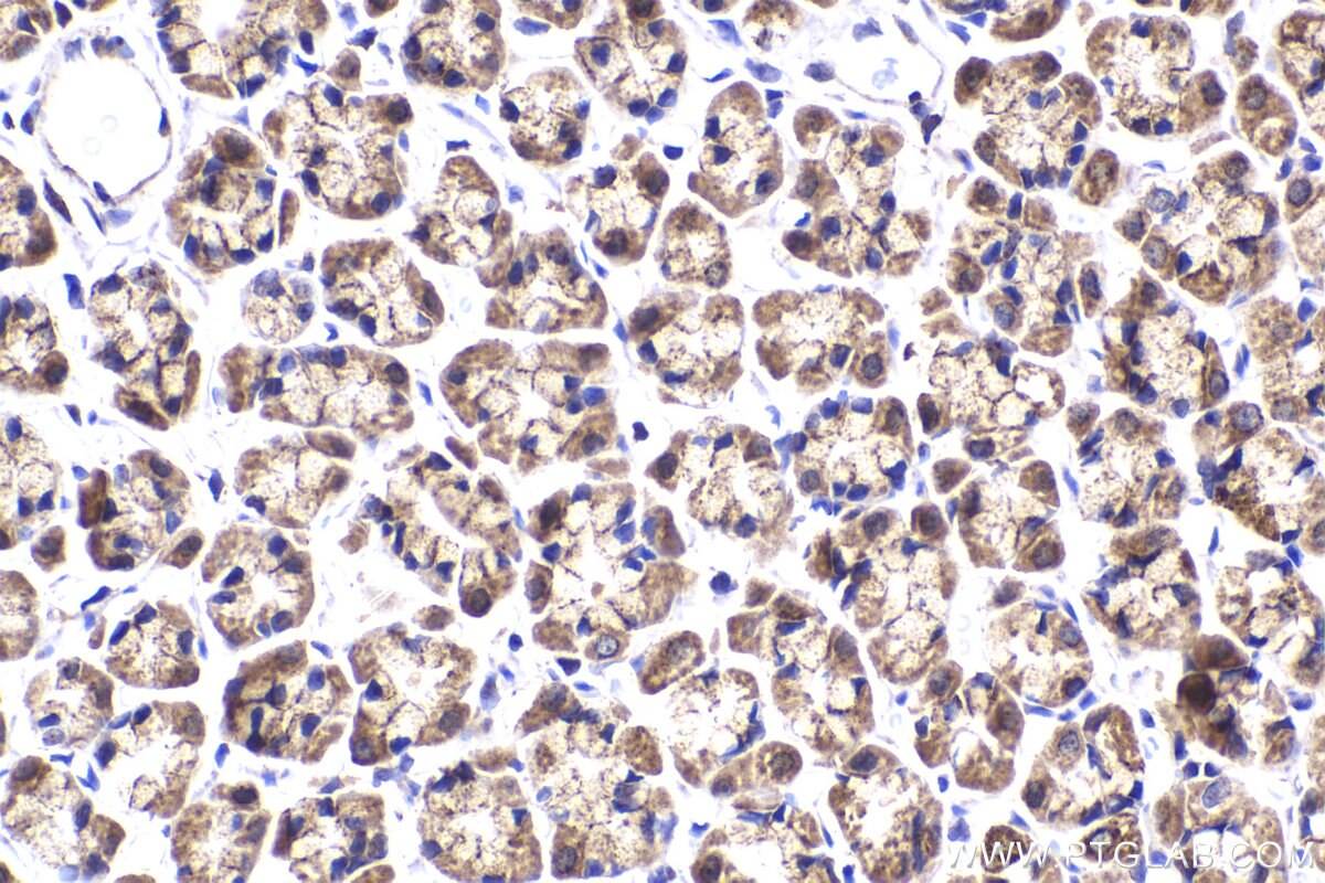 Immunohistochemical analysis of paraffin-embedded rat stomach tissue slide using KHC2179 (DBT IHC Kit).