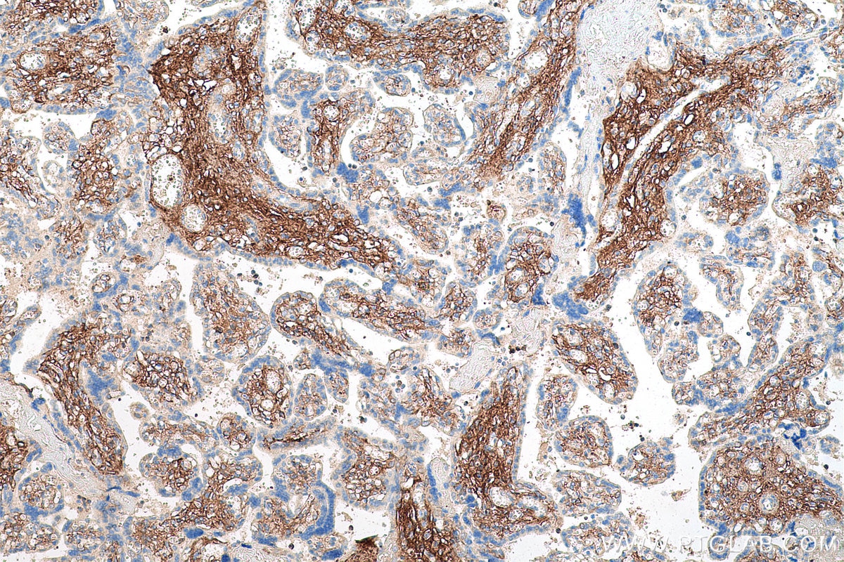 Immunohistochemical analysis of paraffin-embedded human placenta tissue slide using KHC0680 (DCN IHC Kit).