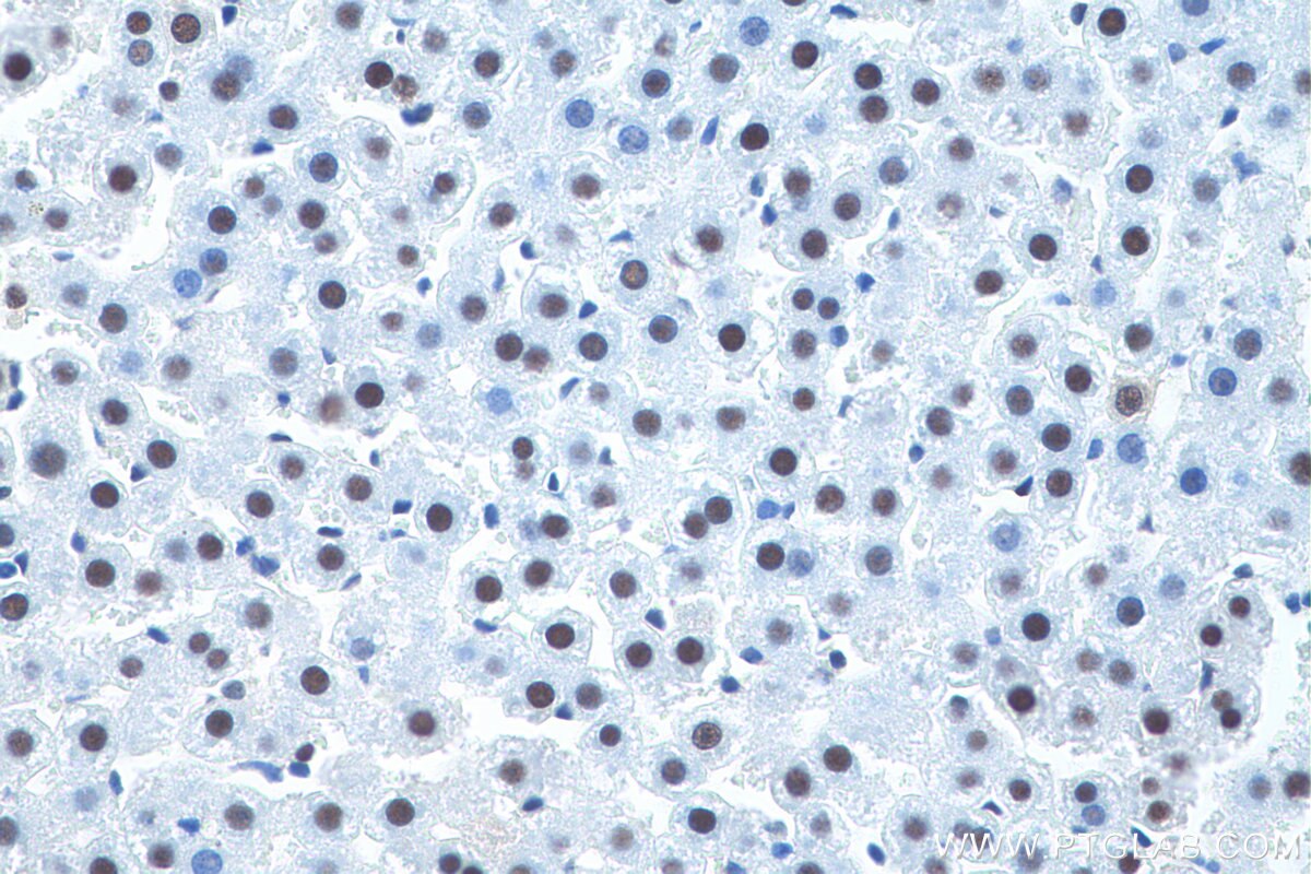 Immunohistochemical analysis of paraffin-embedded rat liver tissue slide using KHC0923 (DCPS IHC Kit).