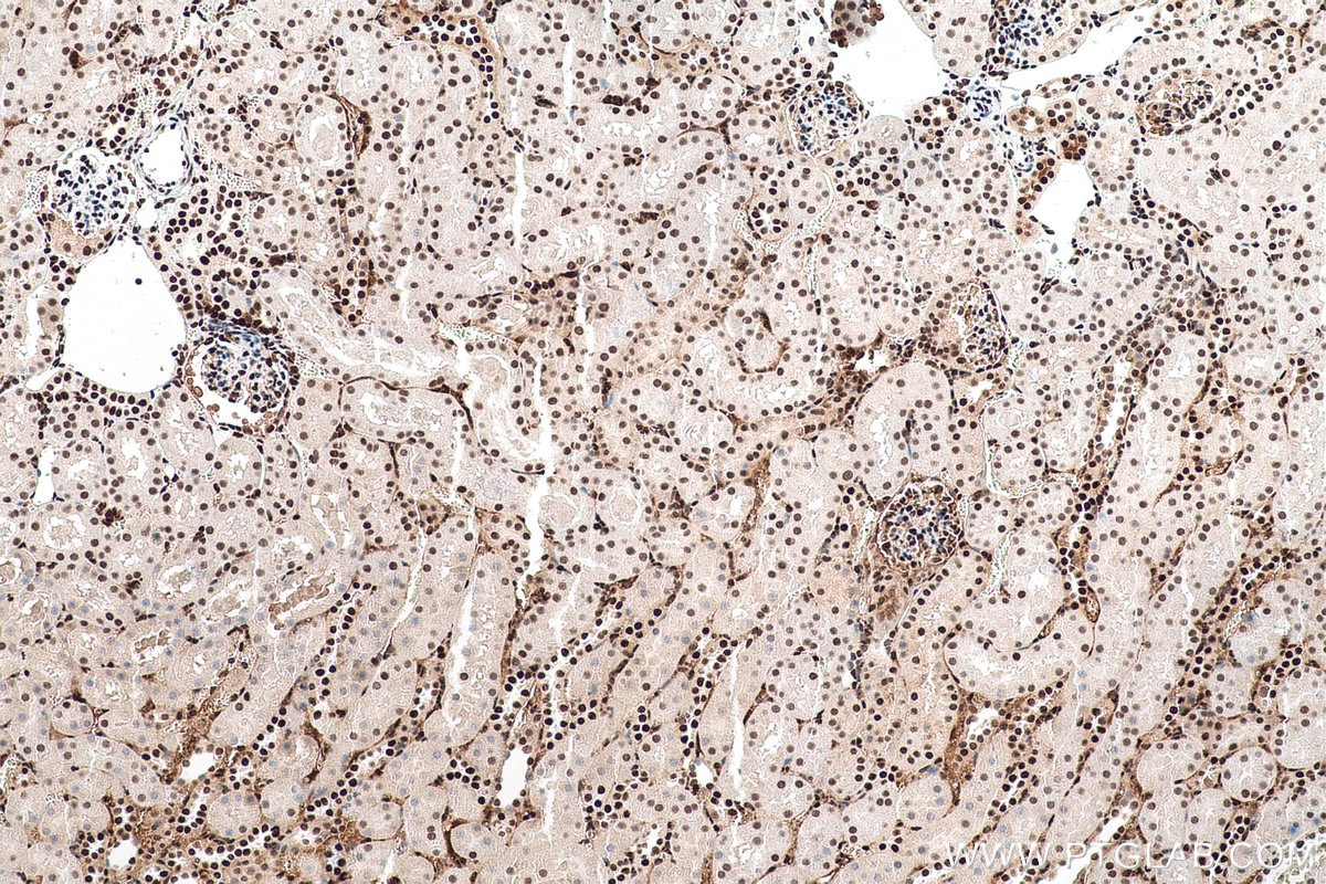 Immunohistochemical analysis of paraffin-embedded mouse kidney tissue slide using KHC0923 (DCPS IHC Kit).