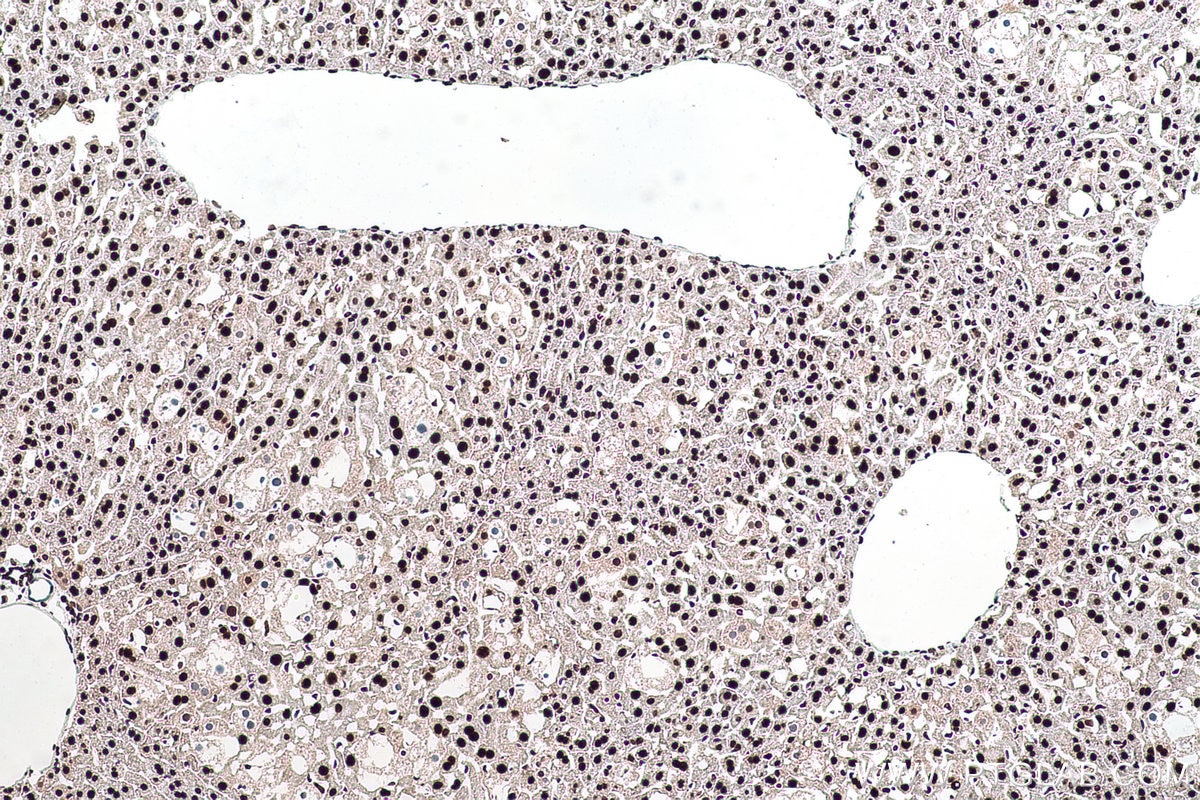 Immunohistochemical analysis of paraffin-embedded mouse liver tissue slide using KHC0923 (DCPS IHC Kit).