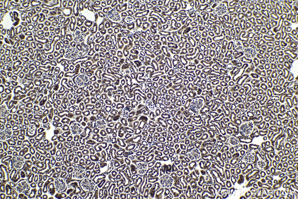 Immunohistochemical analysis of paraffin-embedded mouse kidney tissue slide using KHC1760 (DDB1 IHC Kit).