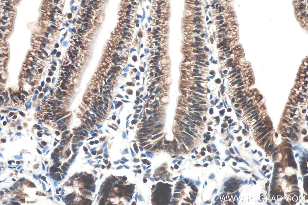 Immunohistochemical analysis of paraffin-embedded mouse small intestine tissue slide using KHC0611 (DDC IHC Kit).