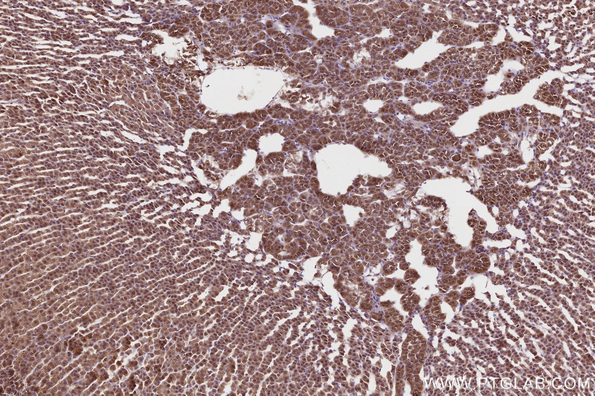 Immunohistochemical analysis of paraffin-embedded rat adrenal gland tissue slide using KHC2799 (DDRGK1 IHC Kit).