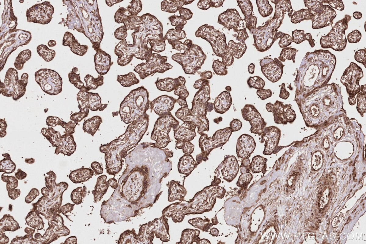 Immunohistochemical analysis of paraffin-embedded human placenta tissue slide using KHC2799 (DDRGK1 IHC Kit).
