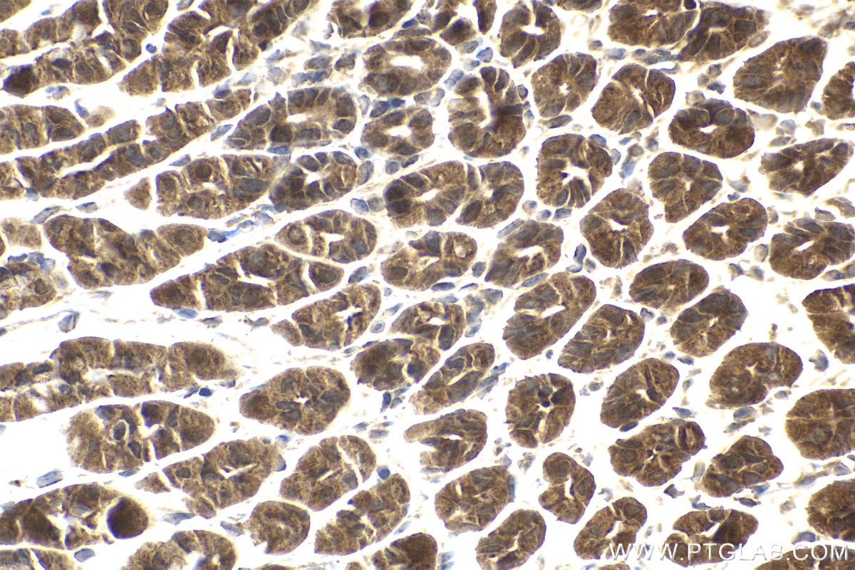 Immunohistochemical analysis of paraffin-embedded mouse stomach tissue slide using KHC1983 (DDX20 IHC Kit).
