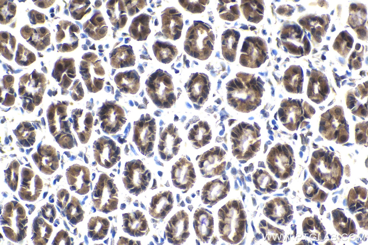 Immunohistochemical analysis of paraffin-embedded rat stomach tissue slide using KHC1983 (DDX20 IHC Kit).