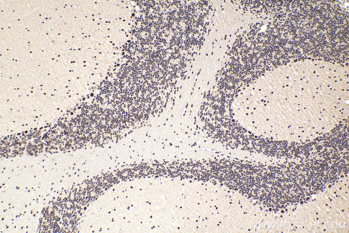 Immunohistochemical analysis of paraffin-embedded mouse cerebellum tissue slide using KHC1905 (DDX23 IHC Kit).