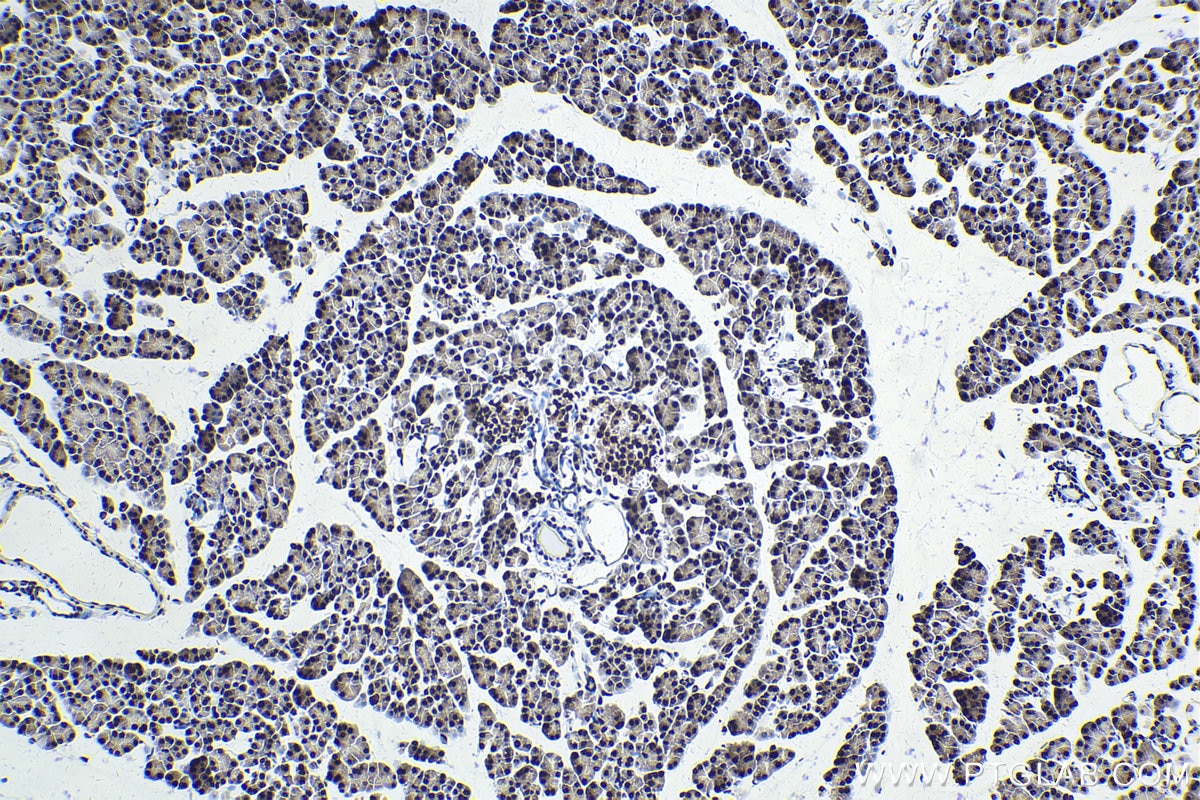 Immunohistochemical analysis of paraffin-embedded rat pancreas tissue slide using KHC1720 (DDX39B IHC Kit).
