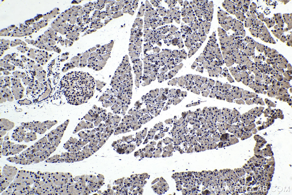 Immunohistochemical analysis of paraffin-embedded mouse pancreas tissue slide using KHC1720 (DDX39B IHC Kit).
