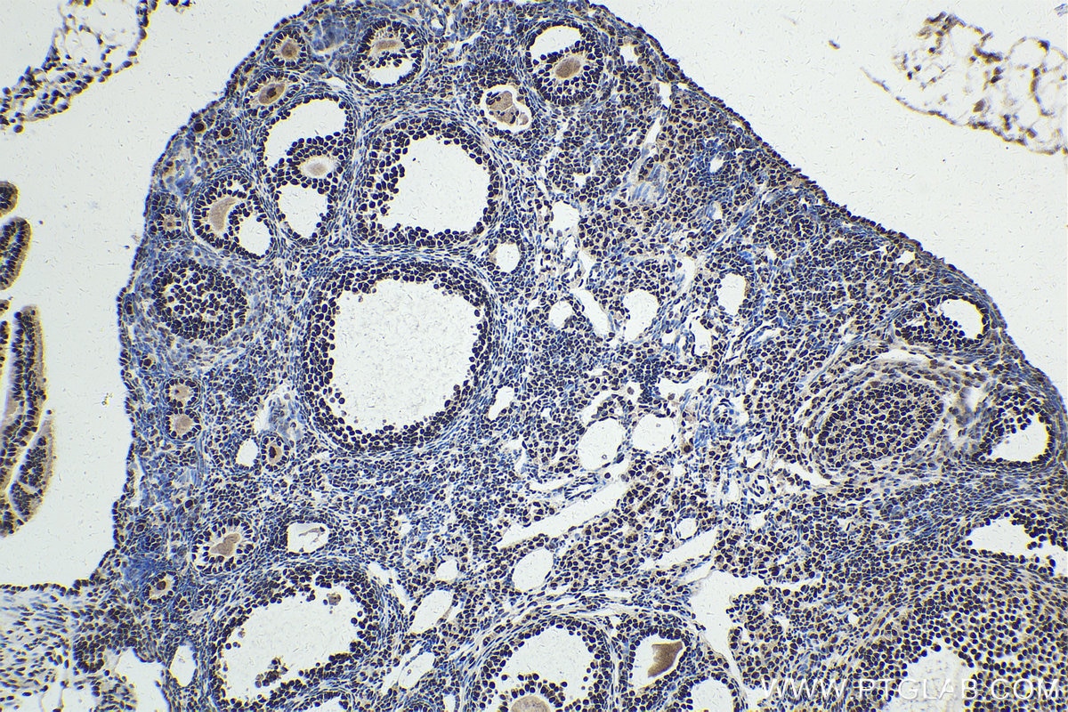 Immunohistochemical analysis of paraffin-embedded mouse ovary tissue slide using KHC1720 (DDX39B IHC Kit).