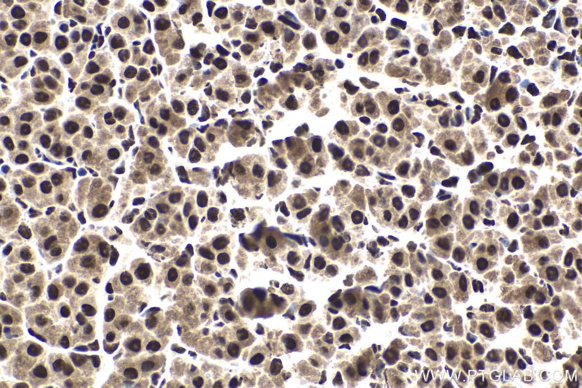Immunohistochemical analysis of paraffin-embedded rat ovary tissue slide using KHC1720 (DDX39B IHC Kit).