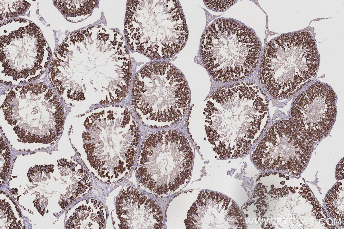 Immunohistochemical analysis of paraffin-embedded rat testis tissue slide using KHC2943 (DDX4/VASA IHC Kit).