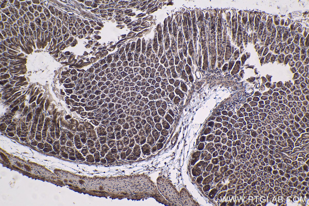 Immunohistochemical analysis of paraffin-embedded mouse stomach tissue slide using KHC1473 (DEAF1 IHC Kit).