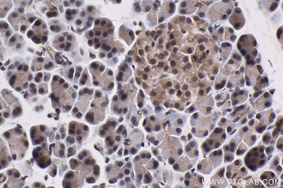 Immunohistochemical analysis of paraffin-embedded rat pancreas tissue slide using KHC1473 (DEAF1 IHC Kit).