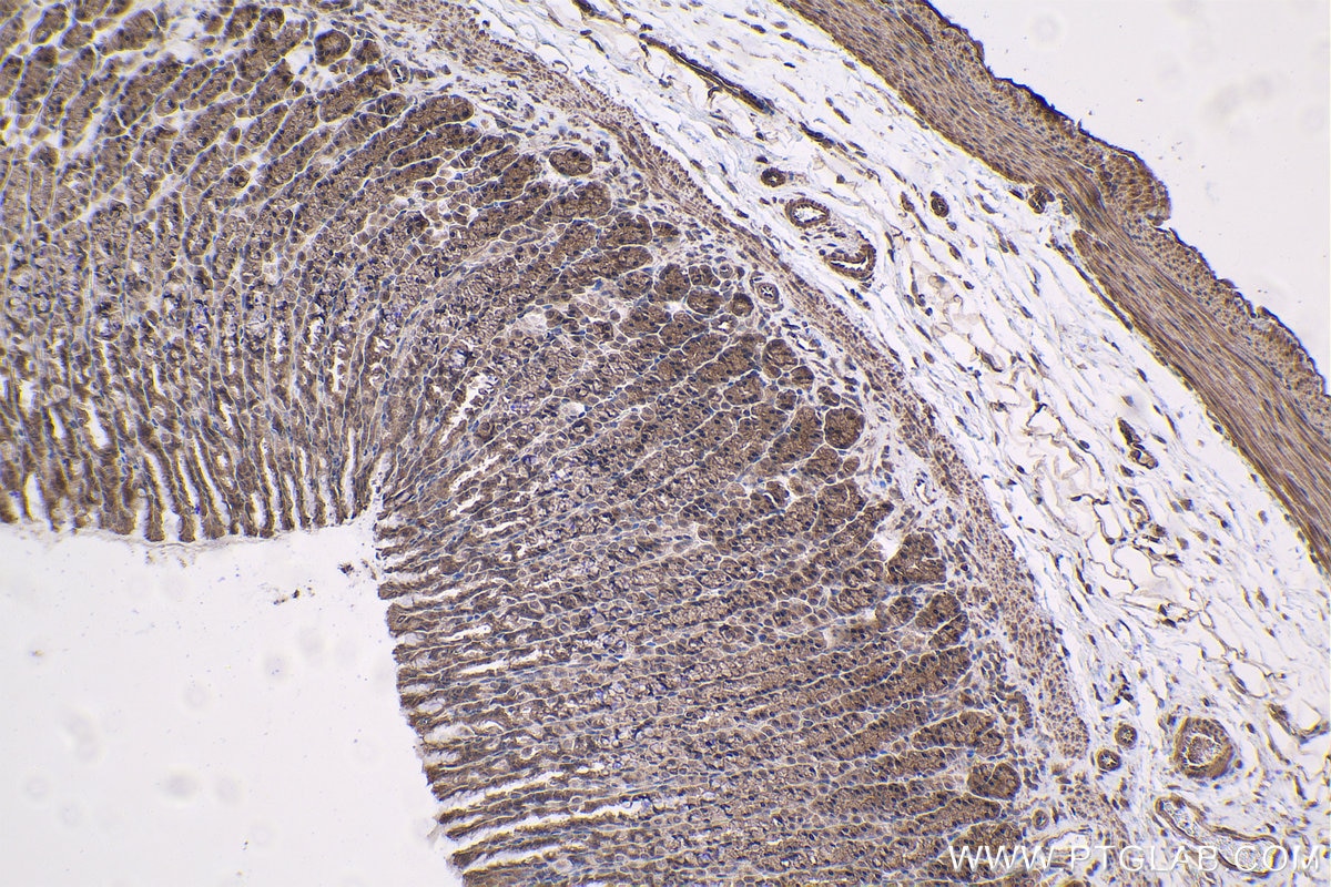 Immunohistochemical analysis of paraffin-embedded rat stomach tissue slide using KHC1473 (DEAF1 IHC Kit).