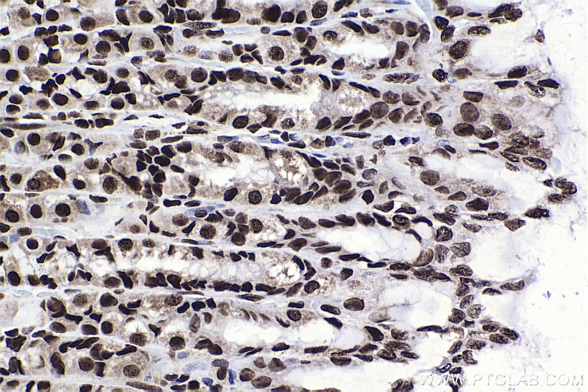 Immunohistochemical analysis of paraffin-embedded rat stomach tissue slide using KHC2248 (DEK IHC Kit).