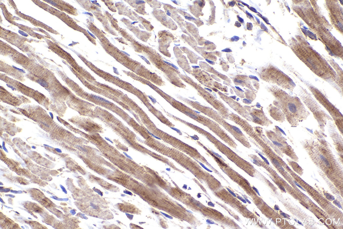 Immunohistochemical analysis of paraffin-embedded rat heart tissue slide using KHC2172 (DLD IHC Kit).