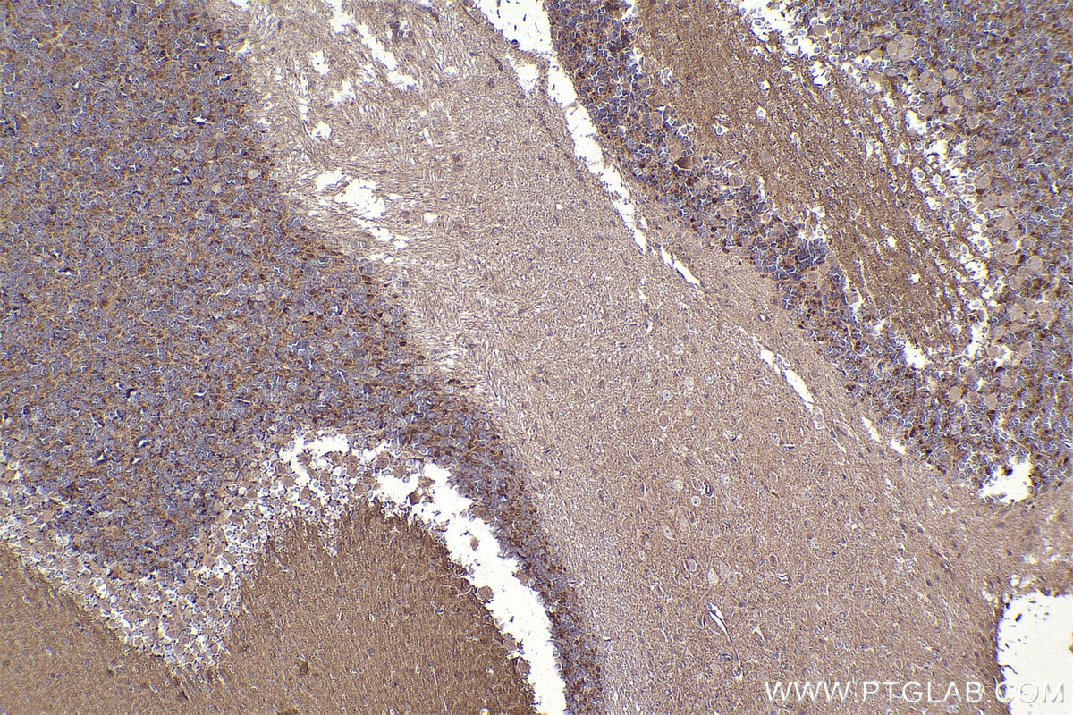 Immunohistochemical analysis of paraffin-embedded mouse cerebellum tissue slide using KHC2412 (DLG1 IHC Kit).