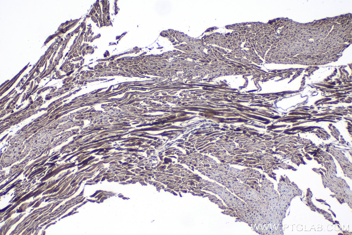 Immunohistochemical analysis of paraffin-embedded mouse heart tissue slide using KHC1040 (DNAJA2 IHC Kit).