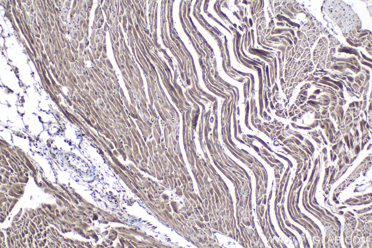 Immunohistochemical analysis of paraffin-embedded rat heart tissue slide using KHC1040 (DNAJA2 IHC Kit).