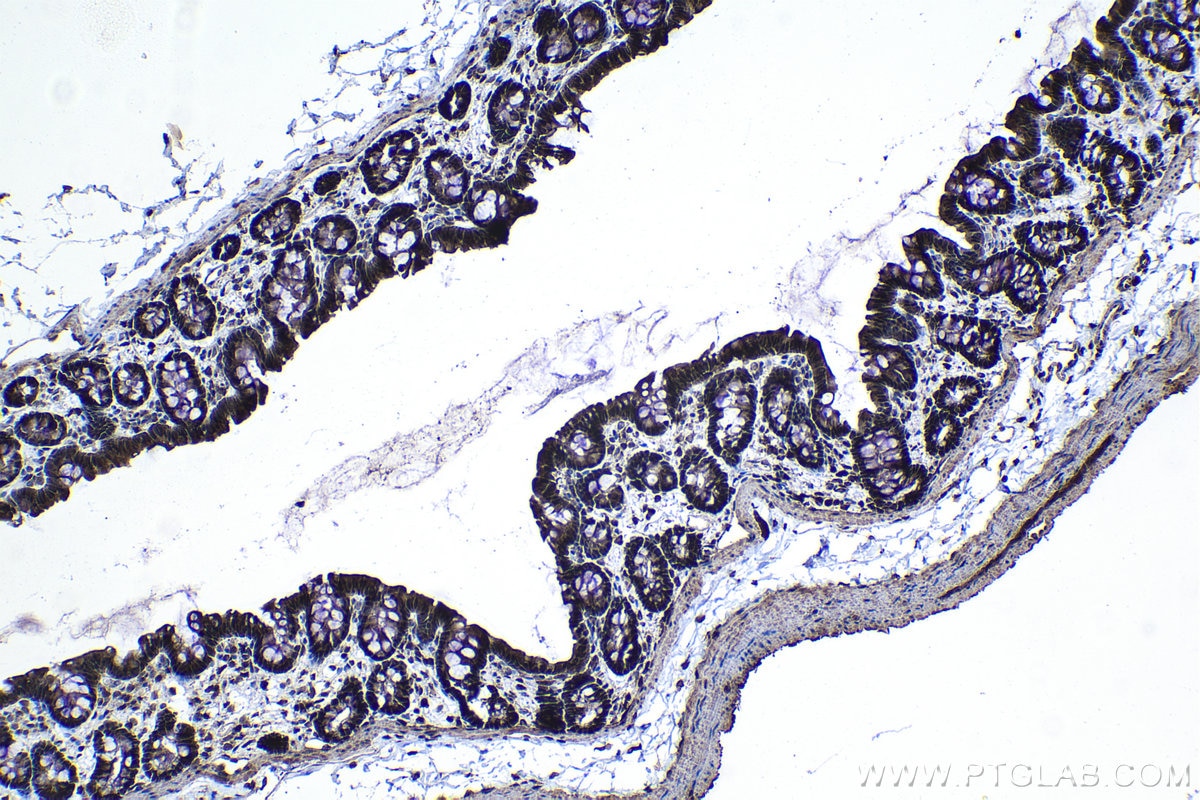 Immunohistochemical analysis of paraffin-embedded rat colon tissue slide using KHC1128 (DNAJB1 IHC Kit).