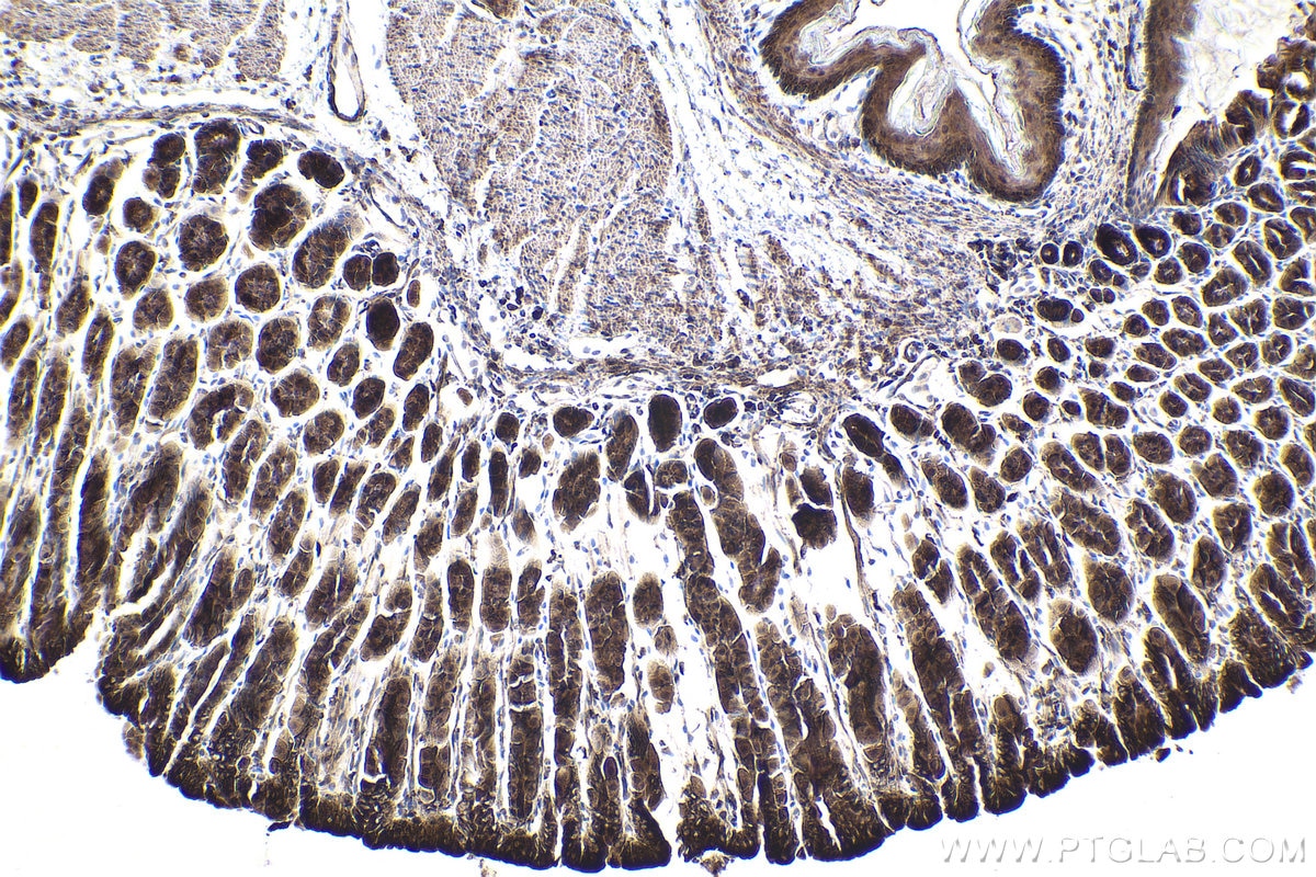 Immunohistochemical analysis of paraffin-embedded mouse stomach tissue slide using KHC1890 (DNAJC2/ZRF1 IHC Kit).