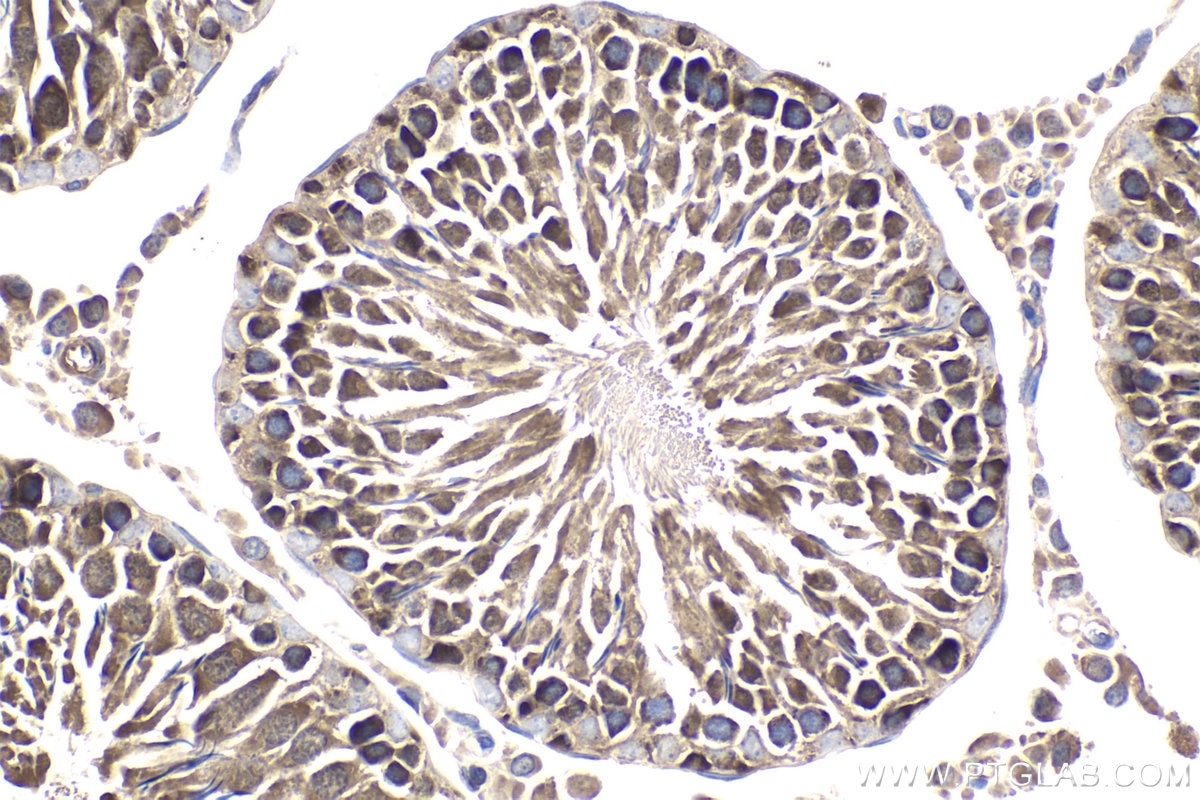 Immunohistochemical analysis of paraffin-embedded rat testis tissue slide using KHC1890 (DNAJC2/ZRF1 IHC Kit).
