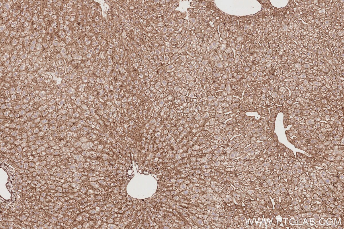 Immunohistochemical analysis of paraffin-embedded mouse liver tissue slide using KHC2914 (DNAJC5 IHC Kit).