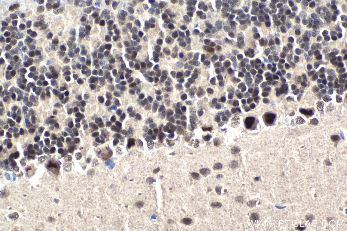 Immunohistochemical analysis of paraffin-embedded mouse cerebellum tissue slide using KHC1854 (DPF1 IHC Kit).