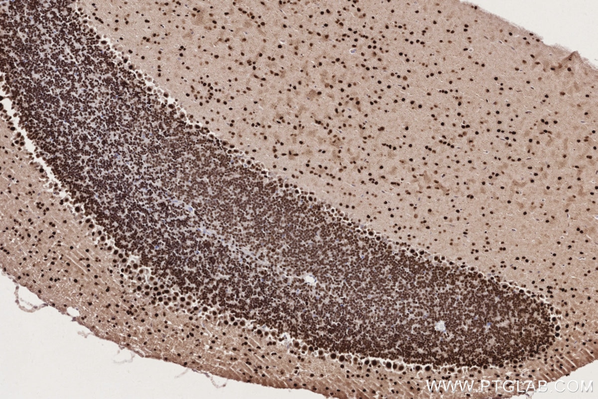 Immunohistochemical analysis of paraffin-embedded mouse cerebellum tissue slide using KHC2755 (DPF3 IHC Kit).