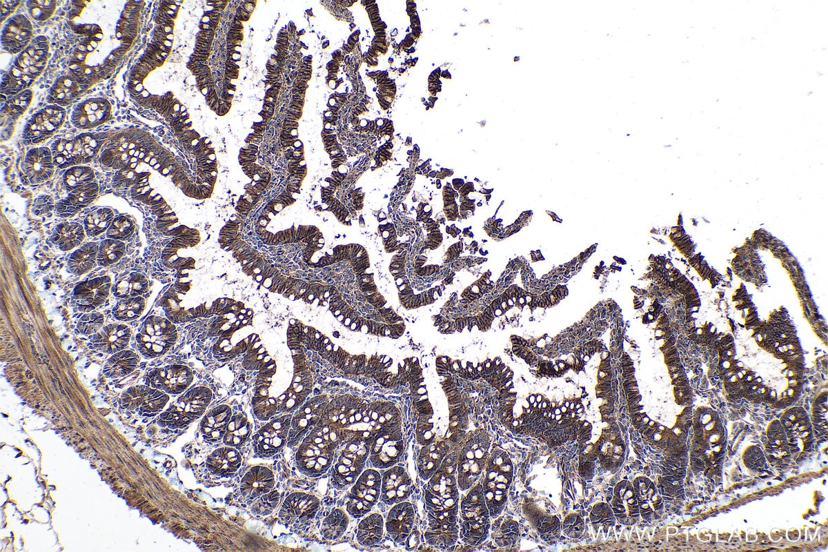 Immunohistochemical analysis of paraffin-embedded rat small intestine tissue slide using KHC0731 (DPYSL2 IHC Kit).