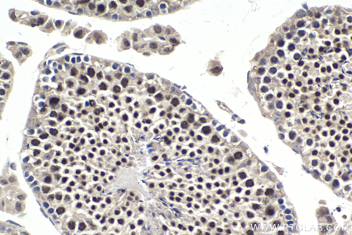 Immunohistochemical analysis of paraffin-embedded mouse testis tissue slide using KHC1739 (DRAP1 IHC Kit).