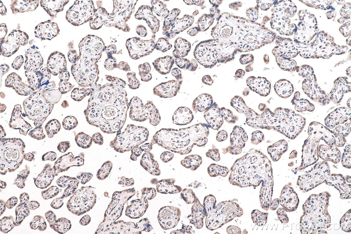 Immunohistochemical analysis of paraffin-embedded human placenta tissue slide using KHC0822 (DRG1 IHC Kit).